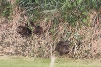 Myocastor coypus