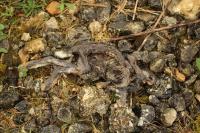 Oryctolagus cuniculus
