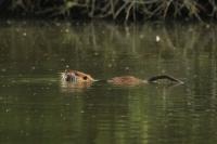Myocastor coypus