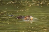 Myocastor coypus