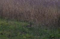 Oryctolagus cuniculus