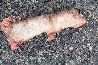 Mustela nivalis