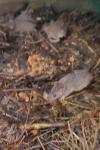 Mus musculus