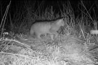 Felis silvestris