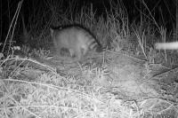 Felis silvestris