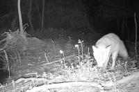 Vulpes vulpes