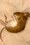 Apodemus flavicollis