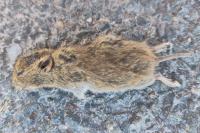 Microtus arvalis