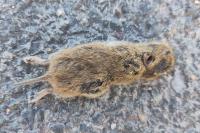 Microtus arvalis