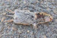 Microtus arvalis