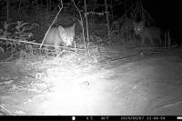 Vulpes vulpes