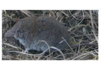 Crocidura russula