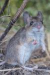 Apodemus sylvaticus