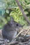 Apodemus sylvaticus
