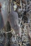 Crocidura russula