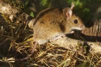 Apodemus sylvaticus
