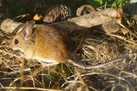 Apodemus sylvaticus