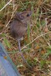 Apodemus sylvaticus