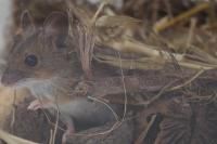 Apodemus sylvaticus