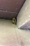 Myotis emarginatus