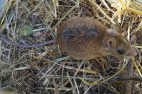 Apodemus sylvaticus