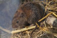 Clethrionomys glareolus