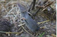 Crocidura russula