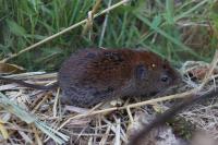 Clethrionomys glareolus