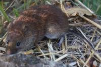 Clethrionomys glareolus