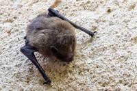 Pipistrellus