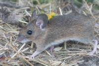 Apodemus sylvaticus