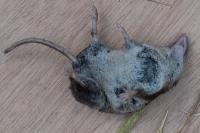 Sorex coronatus