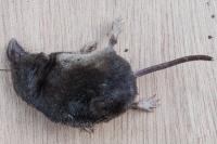 Sorex coronatus