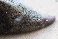Sorex coronatus
