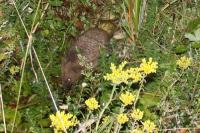 Erinaceus europaeus