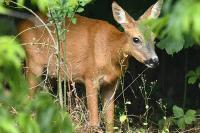Capreolus capreolus
