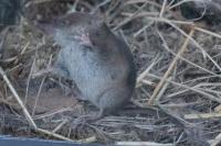 Sorex coronatus