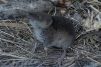 Sorex coronatus