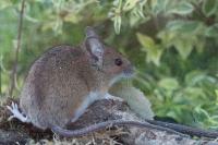 Apodemus sylvaticus