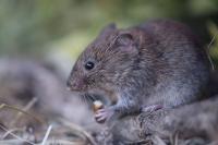 Clethrionomys glareolus