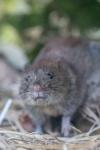 Clethrionomys glareolus