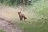 Vulpes vulpes