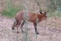 Vulpes vulpes