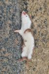 Mustela nivalis