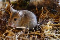 Apodemus sylvaticus