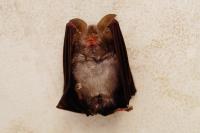 Rhinolophus hipposideros