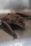 Myotis myotis