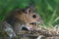 Apodemus sylvaticus