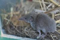 Crocidura russula