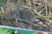 Crocidura russula